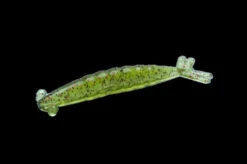 Thumpershrimp 4" 17 Thumpershrimp 4" -Outlet Angling Store 12345 2