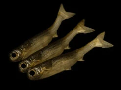 NLBN 5" K-Tails -Outlet Angling Store 5Inch Kalcutta 960x jpg