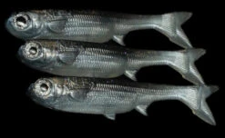 NLBN 5" K-Tails -Outlet Angling Store 5Inch Overcast 1080x jpg