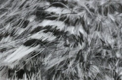 Hareline Jailhouse/Barred Marabou -Outlet Angling Store FullSizeRender 69d39e2f 4bbc 4f17 8578 ef5ae791e678