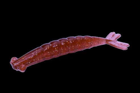 Thumpershrimp 4" 7 Thumpershrimp 4" - Image 5