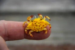 Flats Craft Ketta Crab 9 Flats Craft Ketta Crab -Outlet Angling Store IMG 4448 720x da7287f2 83e3 4adf 9a65 9a8273a4b64b