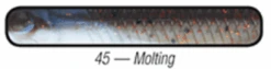 Mirrolure Lil John XL 15 Mirrolure Lil John XL -Outlet Angling Store Lil John XL Molting 8dc062e8 d287 4433 b391 c937bae16fa3