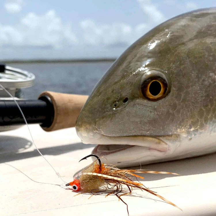 Sight Cast Longhorn Crab 5 Sight Cast Longhorn Crab - Image 3