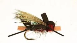 Umpqua Amy's Ant