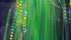 Hareline Lateral Scale -Outlet Angling Store lsc1762