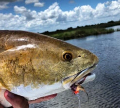 Sight Cast Sandbar Crawler 9 Sight Cast Sandbar Crawler -Outlet Angling Store marsh mohawk redfish 1500px